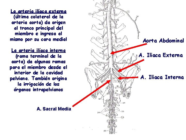 La arteria ilíaca externa (última colateral de la arteria aorta) da origen al tronco
