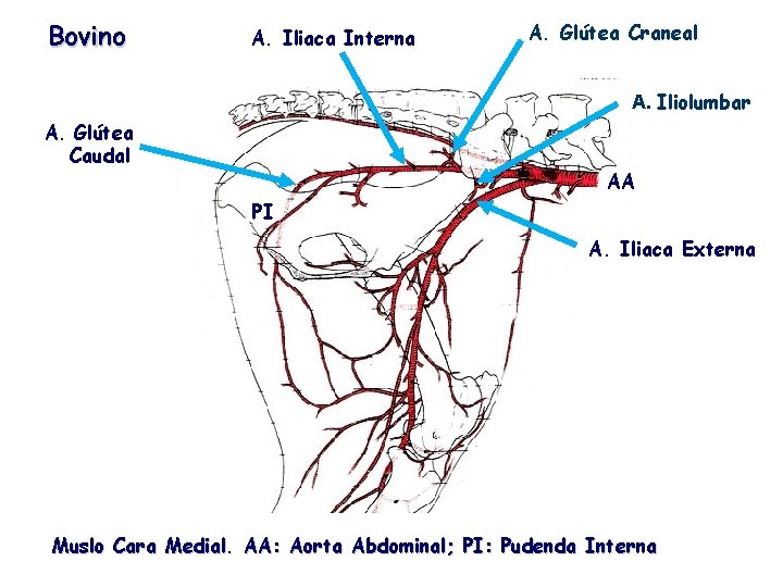 Bovino A. Iliaca Interna A. Glútea Craneal A. Iliolumbar A. Glútea Caudal AA PI