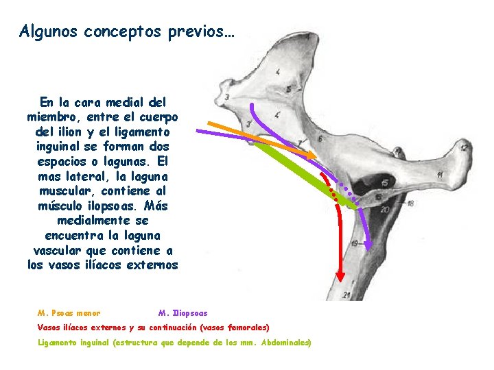 Algunos conceptos previos… En la cara medial del miembro, entre el cuerpo del ilion