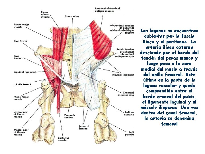 Anillo femoral Las lagunas se encuentran cubiertas por la fascia ilíaca y el peritoneo.