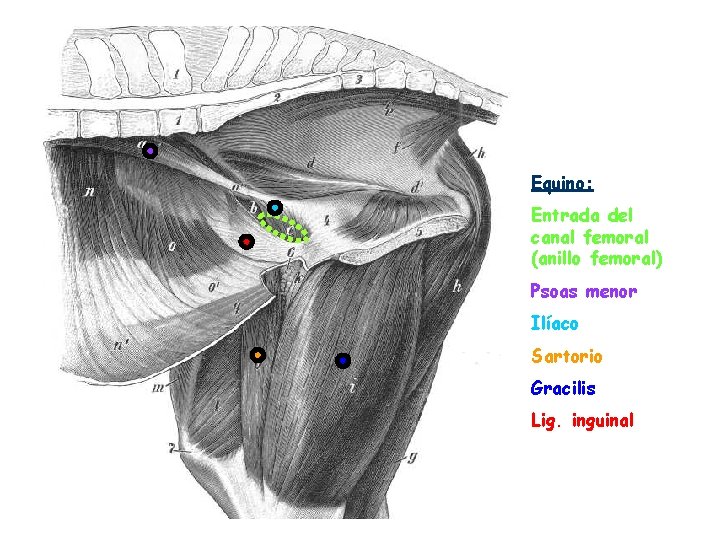 Equino: Entrada del canal femoral (anillo femoral) Psoas menor Ilíaco Sartorio Gracilis Lig. inguinal