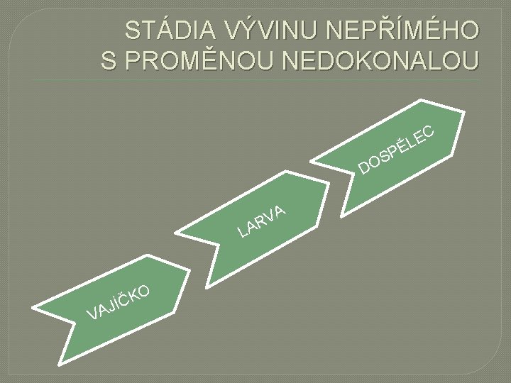 STÁDIA VÝVINU NEPŘÍMÉHO S PROMĚNOU NEDOKONALOU C D A V R LA VA O