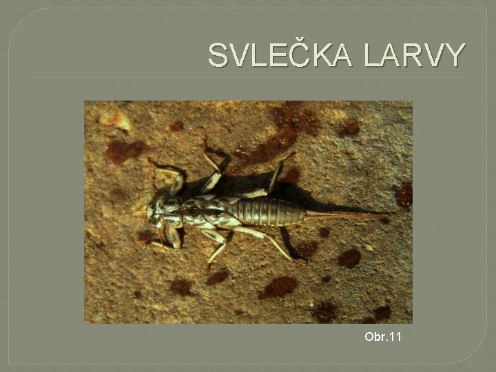 SVLEČKA LARVY Obr. 11 