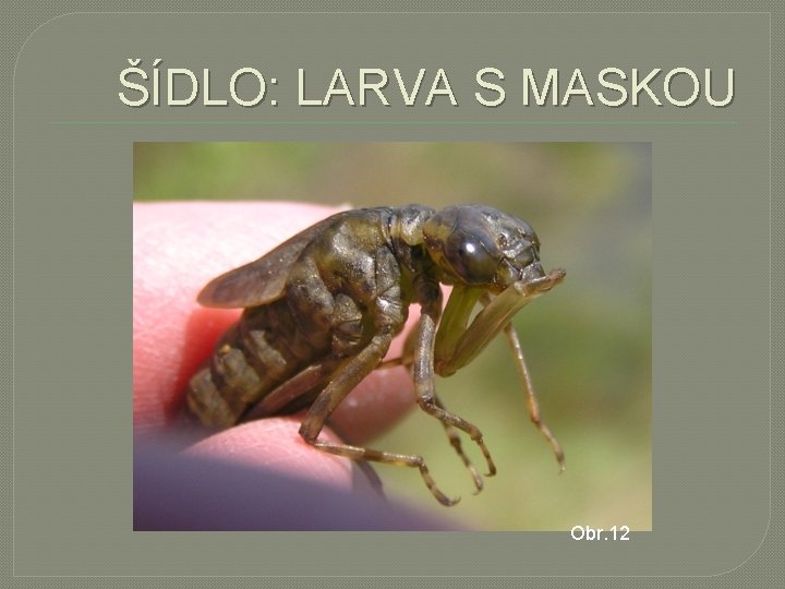 ŠÍDLO: LARVA S MASKOU Obr. 12 