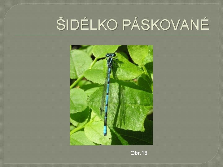 ŠIDÉLKO PÁSKOVANÉ Obr. 18 