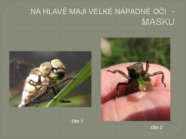 MASKU NA HLAVĚ MAJÍ VELKÉ NÁPADNÉ OČI Obr. 1 Obr. 2 