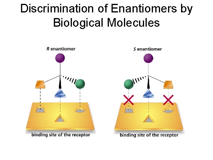 Discrimination of Enantiomers by Biological Molecules 