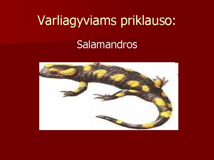 Varliagyviams priklauso: Salamandros 
