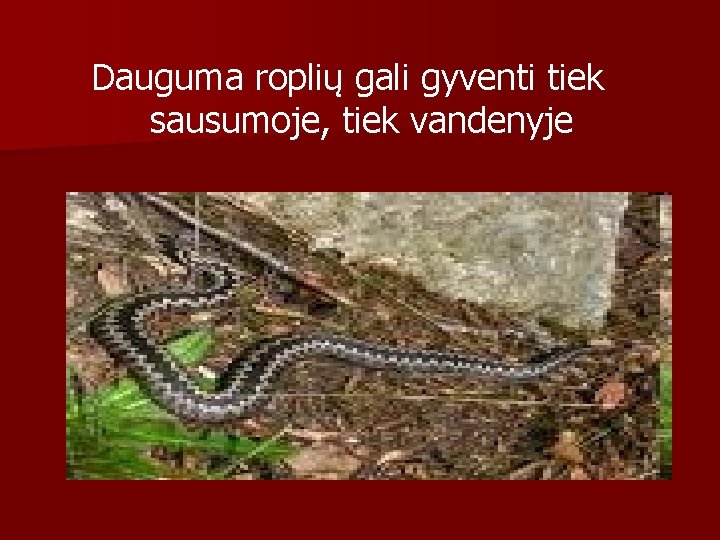 Dauguma roplių gali gyventi tiek sausumoje, tiek vandenyje 