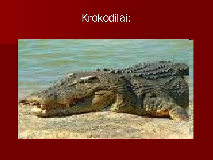 Krokodilai: 