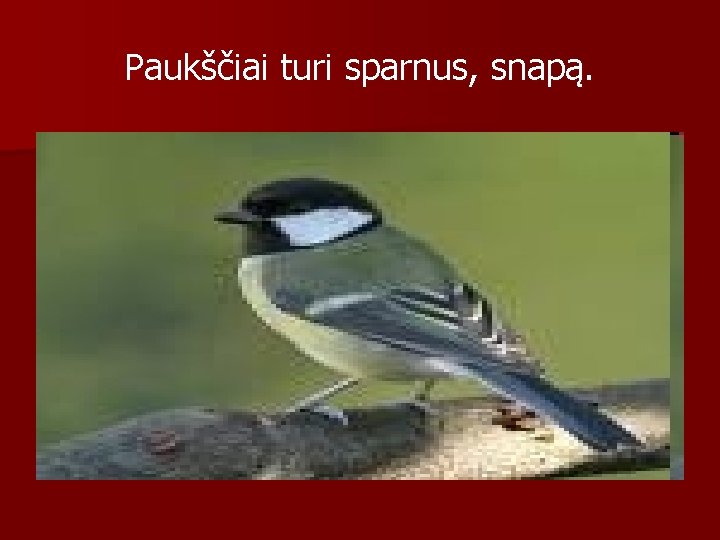 Paukščiai turi sparnus, snapą. 