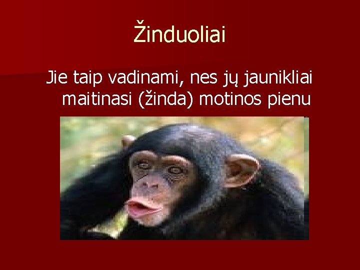 Žinduoliai Jie taip vadinami, nes jų jaunikliai maitinasi (žinda) motinos pienu 