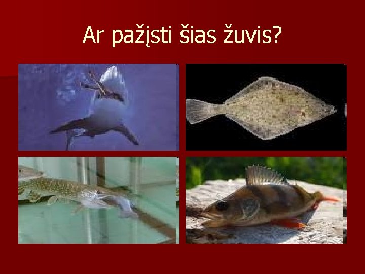 Ar pažįsti šias žuvis? 