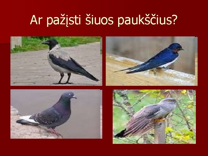 Ar pažįsti šiuos paukščius? 