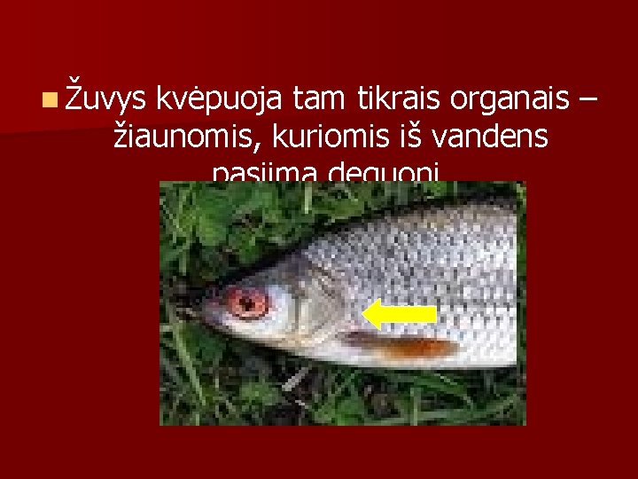 n Žuvys kvėpuoja tam tikrais organais – žiaunomis, kuriomis iš vandens pasiima deguonį. 