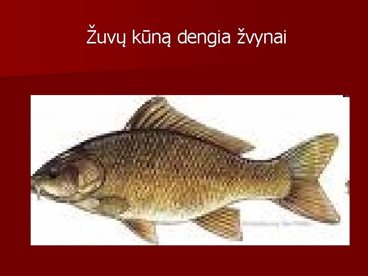 Žuvų kūną dengia žvynai 