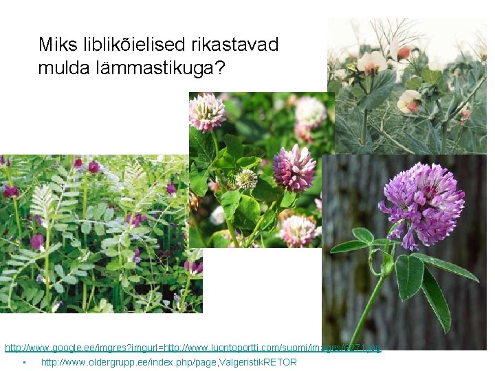 Miks liblikõielised rikastavad mulda lämmastikuga? http: //www. google. ee/imgres? imgurl=http: //www. luontoportti. com/suomi/images/6271. jpg