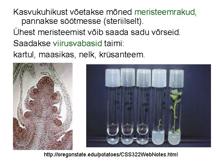 Kasvukuhikust võetakse mõned meristeemrakud, pannakse söötmesse (steriilselt). Ühest meristeemist võib saada sadu võrseid. Saadakse