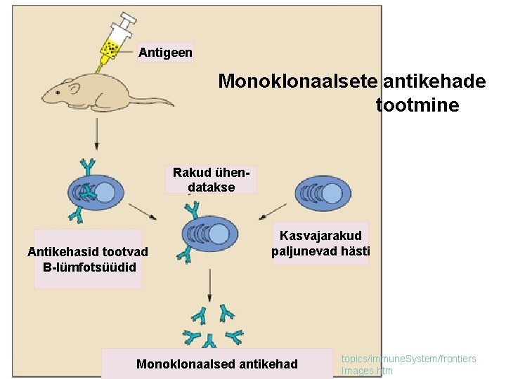 Antigeen Monoklonaalsete antikehade tootmine Rakud ühendatakse Antikehasid tootvad B-lümfotsüüdid Kasvajarakud paljunevad hästi Monoklonaalsed antikehad