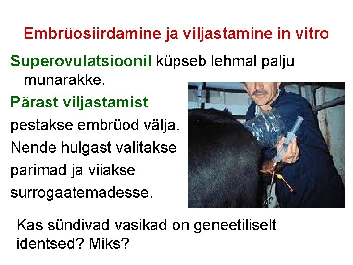 Embrüosiirdamine ja viljastamine in vitro Superovulatsioonil küpseb lehmal palju munarakke. Pärast viljastamist pestakse embrüod