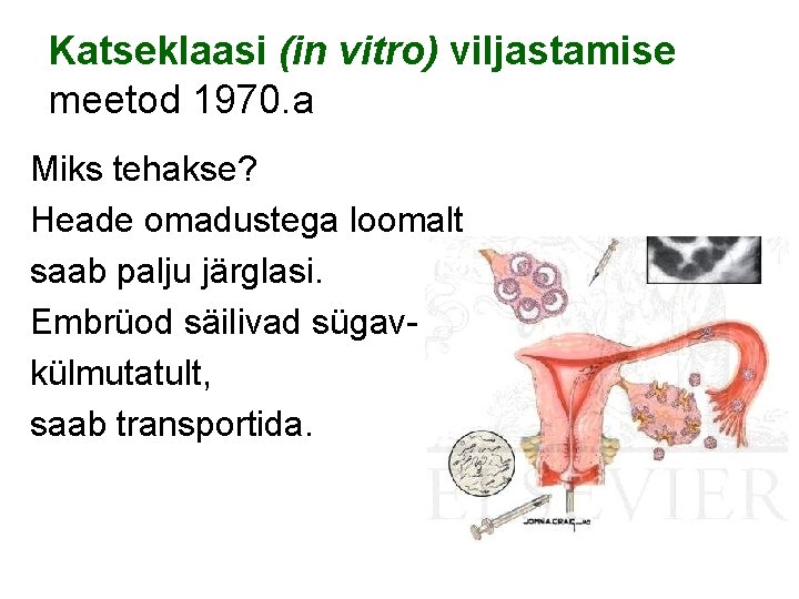 Katseklaasi (in vitro) viljastamise meetod 1970. a Miks tehakse? Heade omadustega loomalt saab palju