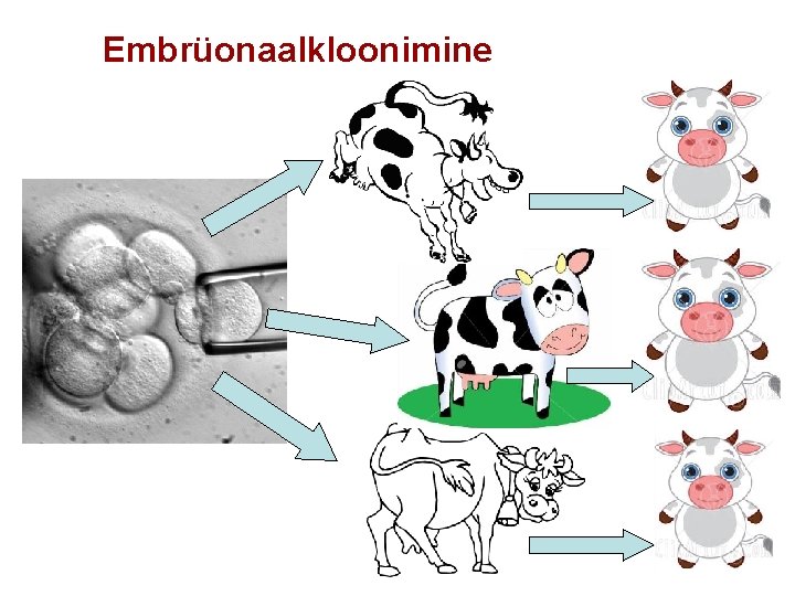 Embrüonaalkloonimine 