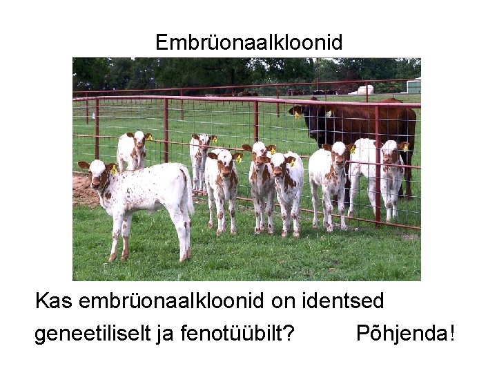 Embrüonaalkloonid Kas embrüonaalkloonid on identsed geneetiliselt ja fenotüübilt? Põhjenda! 