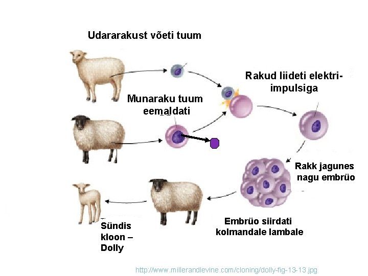 Udararakust võeti tuum Munaraku tuum eemaldati Rakud liideti elektriimpulsiga Rakk jagunes nagu embrüo Sündis