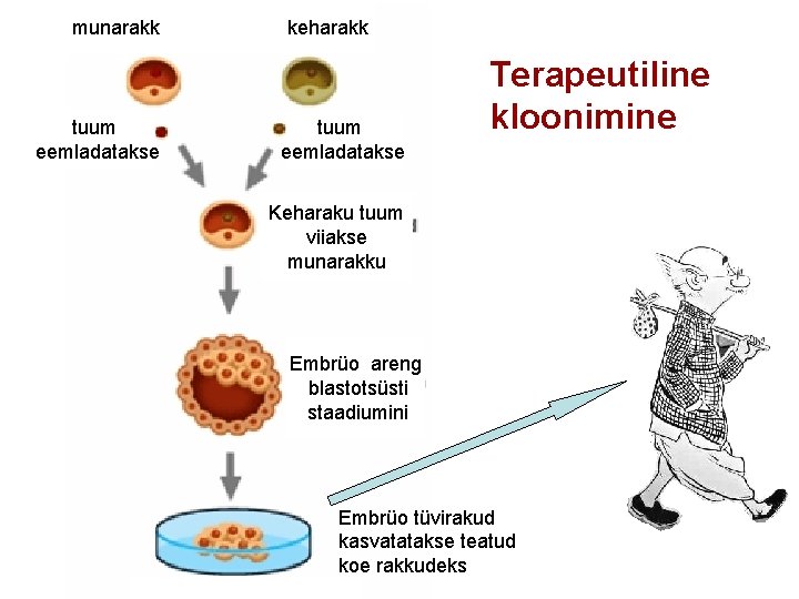 munarakk keharakk Terapeutiline kloonimine TERAPEUTILINE KLOONIMINE tuum eemladatakse Keharaku tuum viiakse munarakku Embrüo areng