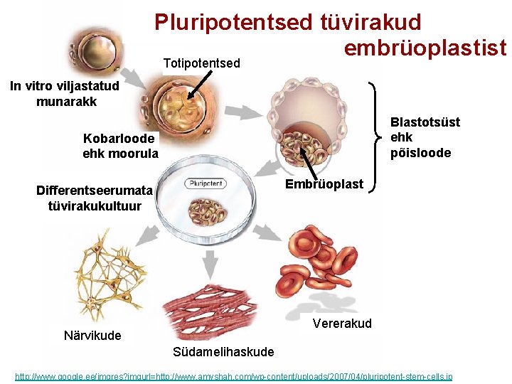 Pluripotentsed tüvirakud embrüoplastist Totipotentsed In vitro viljastatud munarakk Blastotsüst ehk põisloode Kobarloode ehk moorula