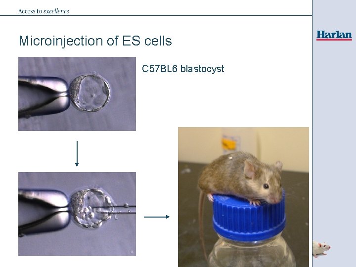 Microinjection of ES cells C 57 BL 6 blastocyst 