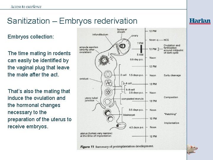 Sanitization – Embryos rederivation Embryos collection: The time mating in rodents can easily be