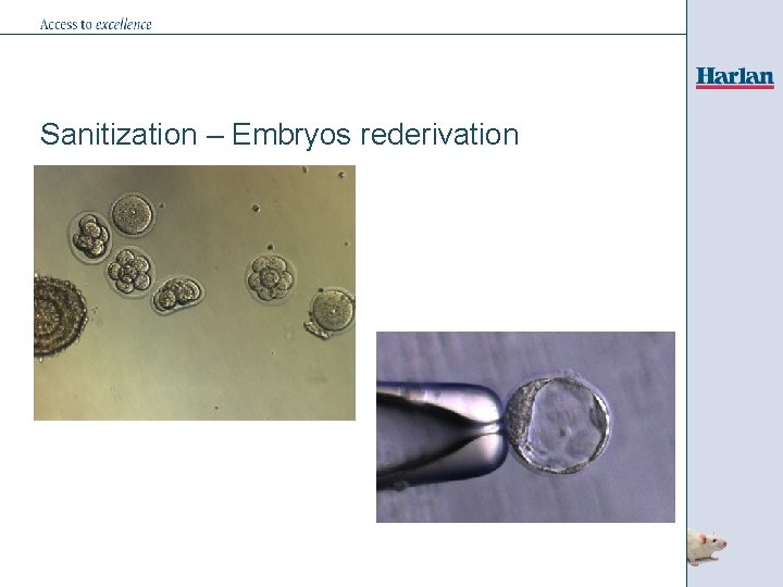 Sanitization – Embryos rederivation 