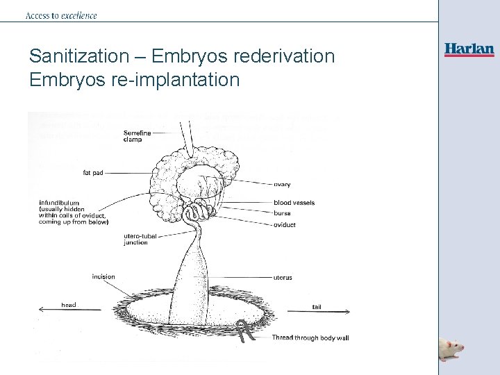 Sanitization – Embryos rederivation Embryos re-implantation 