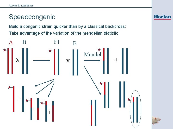 Speedcongenic Build a congenic strain quicker than by a classical backcross: Take advantage of