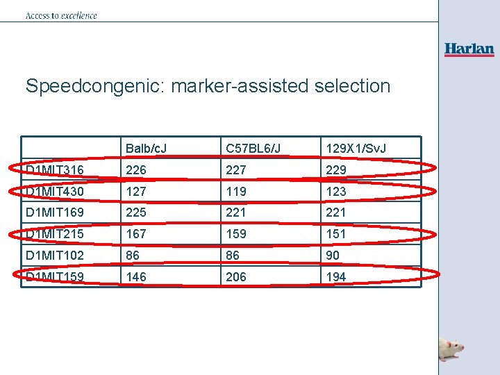 Speedcongenic: marker-assisted selection Balb/c. J C 57 BL 6/J 129 X 1/Sv. J D