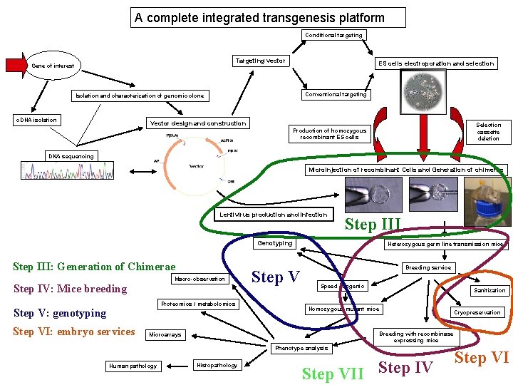 A complete integrated transgenesis platform Conditional targeting Targeting vector Gene of interest ES cells