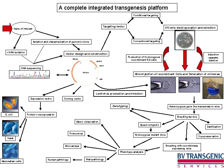 A complete integrated transgenesis platform Conditional targeting Targeting vector Gene of interest Conventional targeting