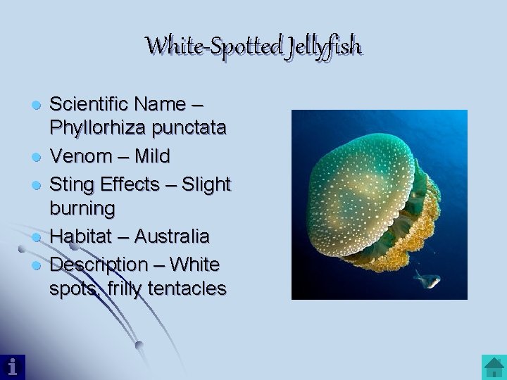 White-Spotted Jellyfish l l l Scientific Name – Phyllorhiza punctata Venom – Mild Sting