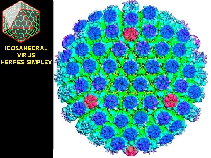 ICOSAHEDRAL VIRUS HERPES SIMPLEX 