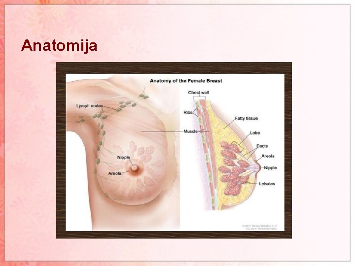 Anatomija 