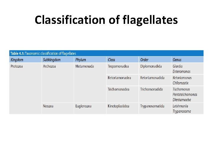 Classification of flagellates 