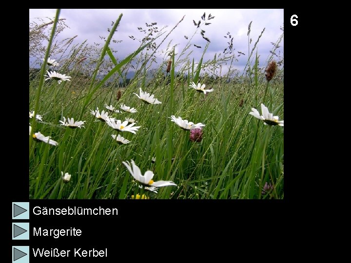 6 Gänseblümchen Margerite Weißer Kerbel 