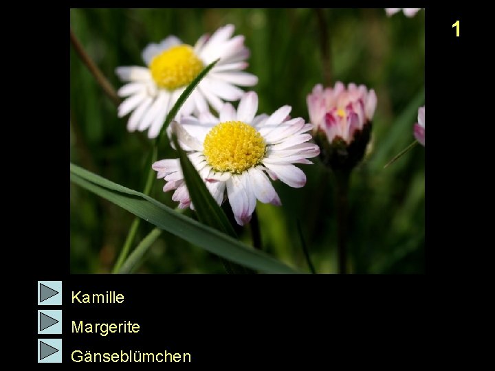 1 Kamille Margerite Gänseblümchen 