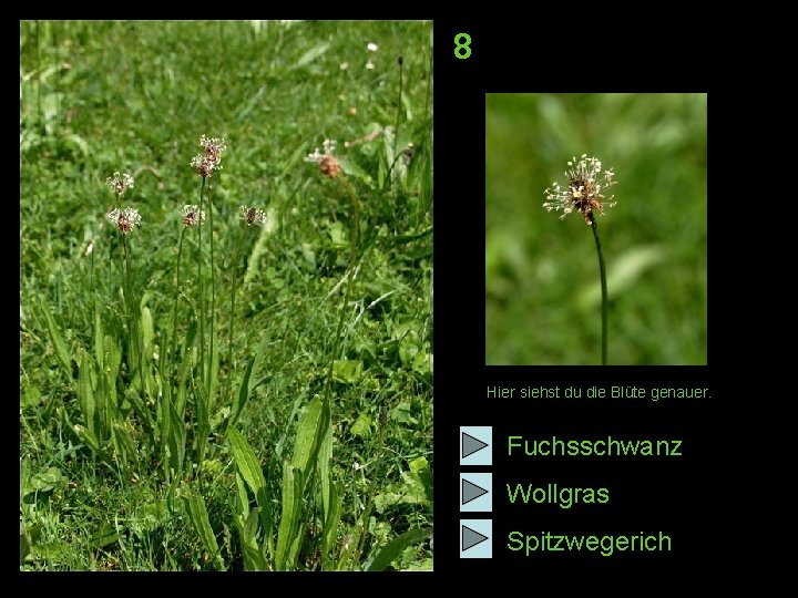 8 Hier siehst du die Blüte genauer. Fuchsschwanz Wollgras Spitzwegerich 