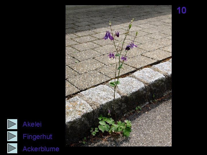 10 Akelei Fingerhut Ackerblume 