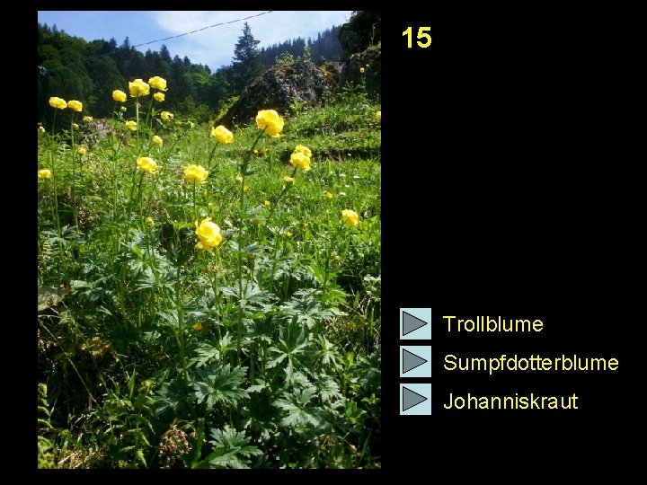 15 Trollblume Sumpfdotterblume Johanniskraut 