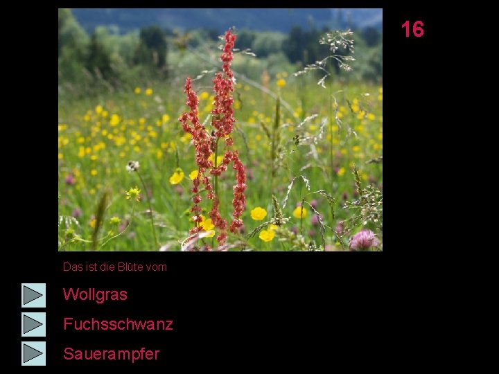 16 Das ist die Blüte vom Wollgras Fuchsschwanz Sauerampfer 