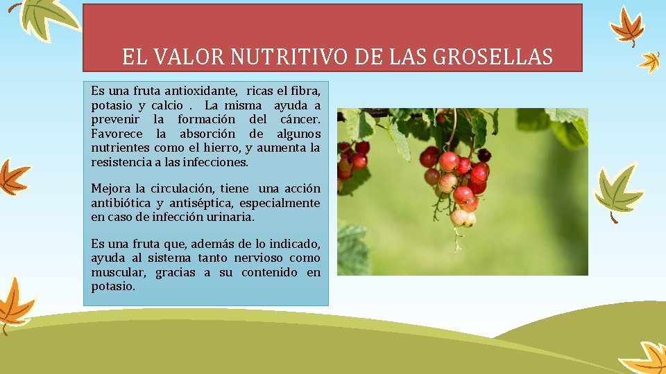  EL VALOR NUTRITIVO DE LAS GROSELLAS Es una fruta antioxidante, ricas el fibra,