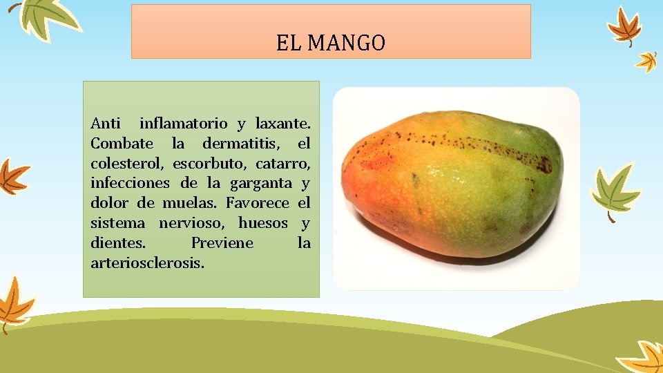 EL MANGO Anti inflamatorio y laxante. Combate la dermatitis, el colesterol, escorbuto, catarro, infecciones